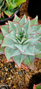 Echeveria Fire and Ice