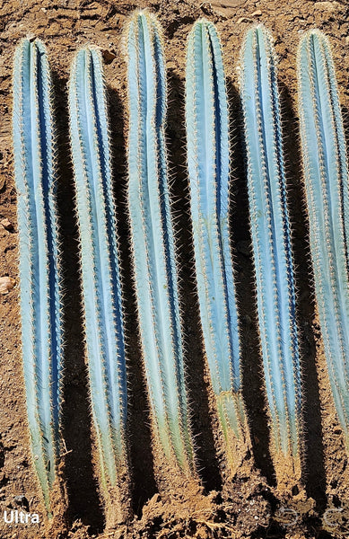 Blue Torch Cactus