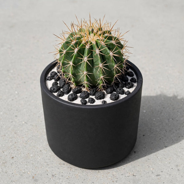 FERROCACTUS Schwarzii