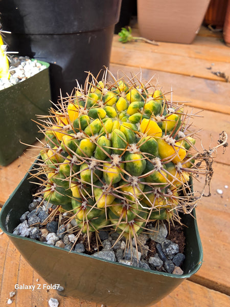 Gymnocalycium Baldianum