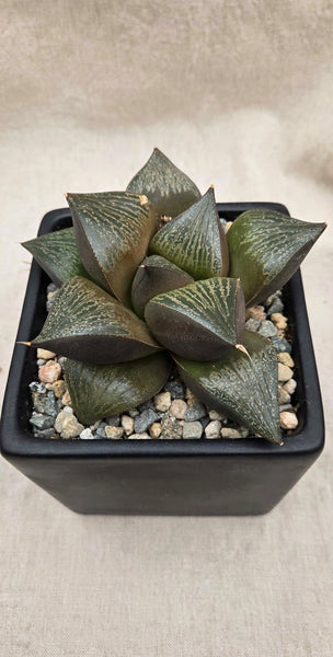 Hybrid Haworthia