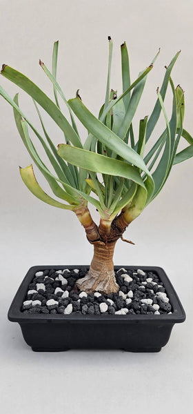 Fan-aloe (Kumara plicatilis Bonsai