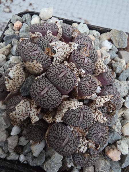 Conophytum wittebergense (often classified as Conophytum minimum 'wittebergense') i