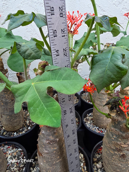 Jatropha podagrica (Buddha Belly plant)