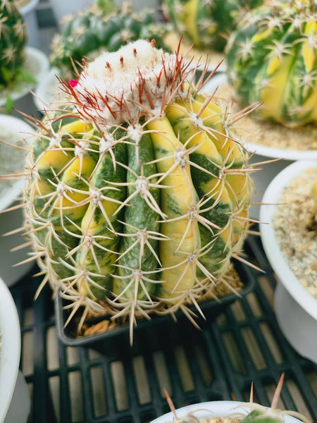 Melocactus Curvispinus Subsp.Caesius 'Variegata'