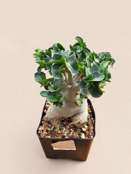 Adenium Godzilla obesum