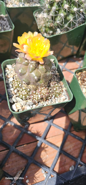 Copiapoa leonensis