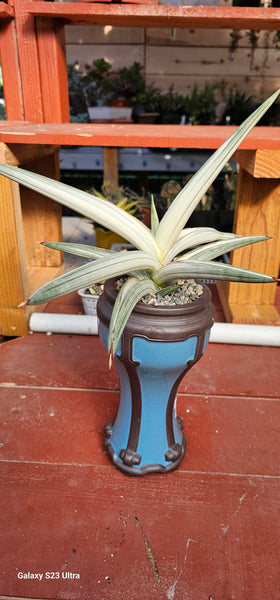Sansevieria Platinum Bella