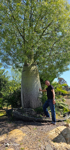 Queensland bottle tree/Árbol Botella de