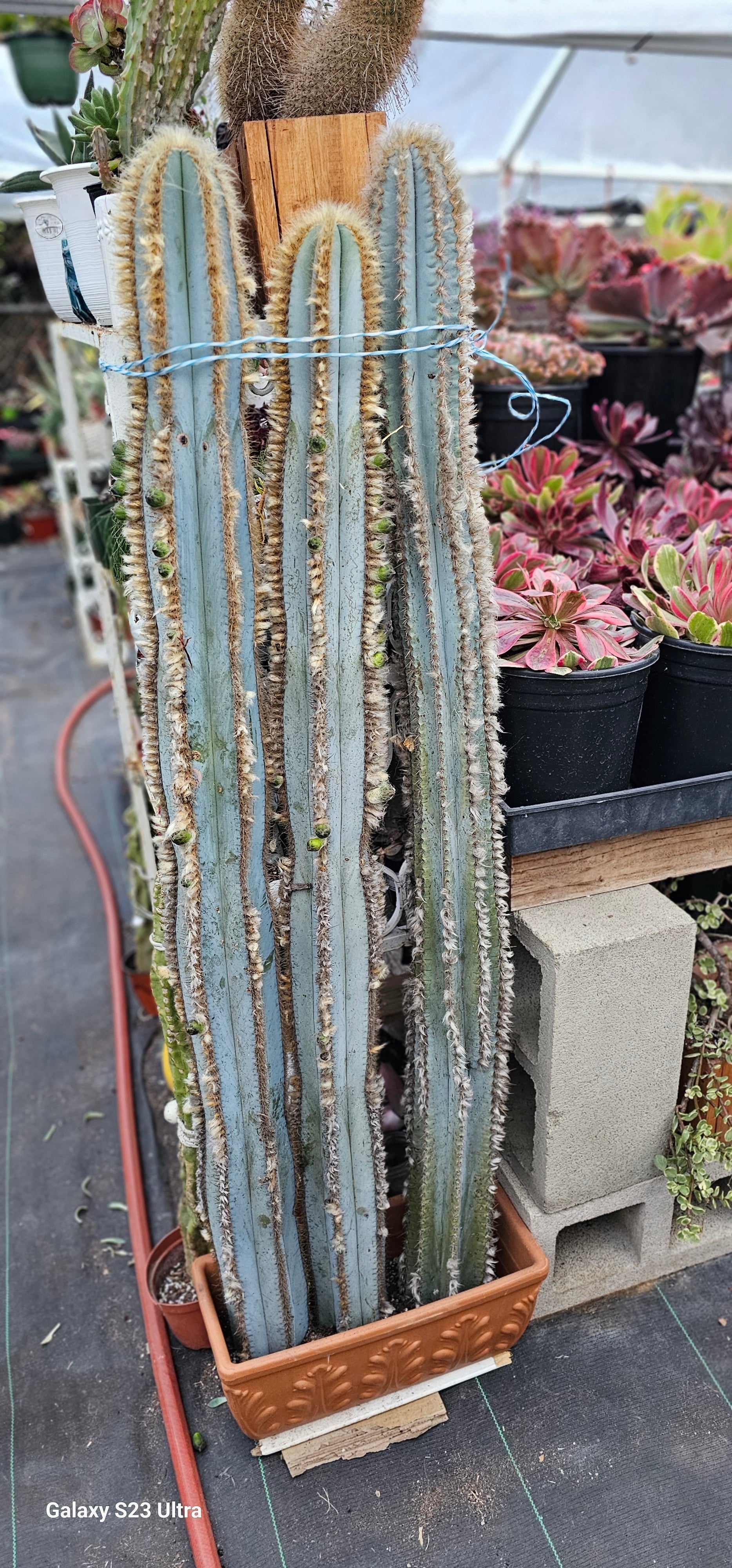blue cactus Blue Torch Cactus – AceMegaSucculents