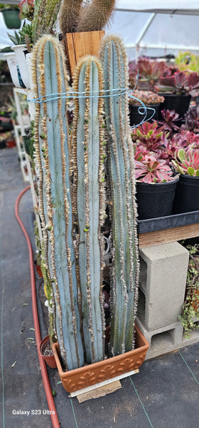 Blue Torch Cactus