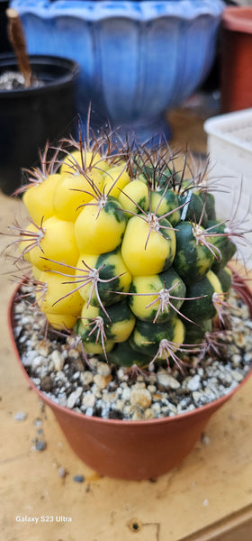 Gymnocalycium Saglionis Variegated 6"