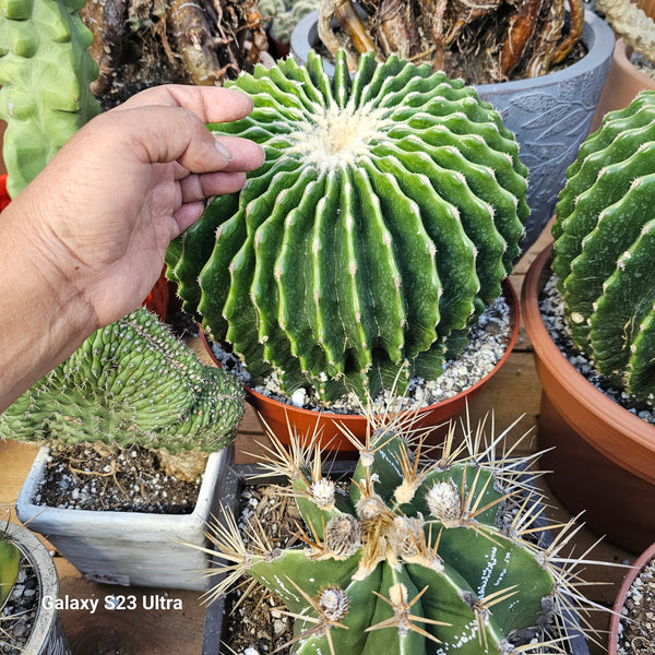 Ferocactus glaucescens cv. Inermis