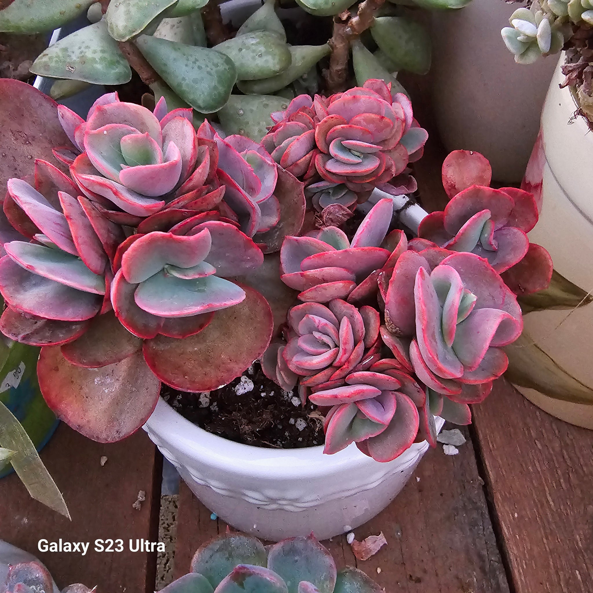 ECHEVERIA SUYION