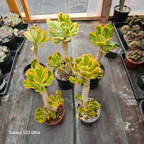 Euphorbia Poissonii Variegated Rare Import