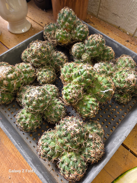 Coryphantha tripugionacantha 8"