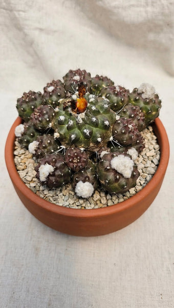 Copiapoa Humilis