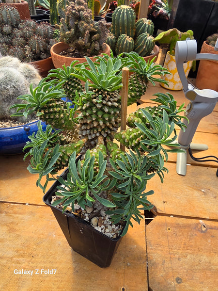 Euphorbia Bupleurifoliarare