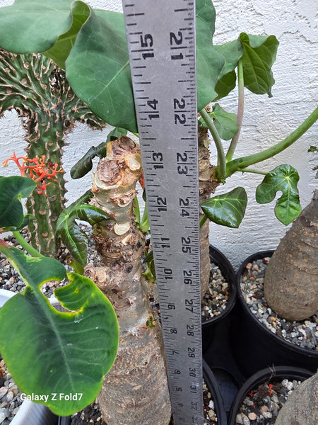 Jatropha podagrica (Buddha Belly plant)