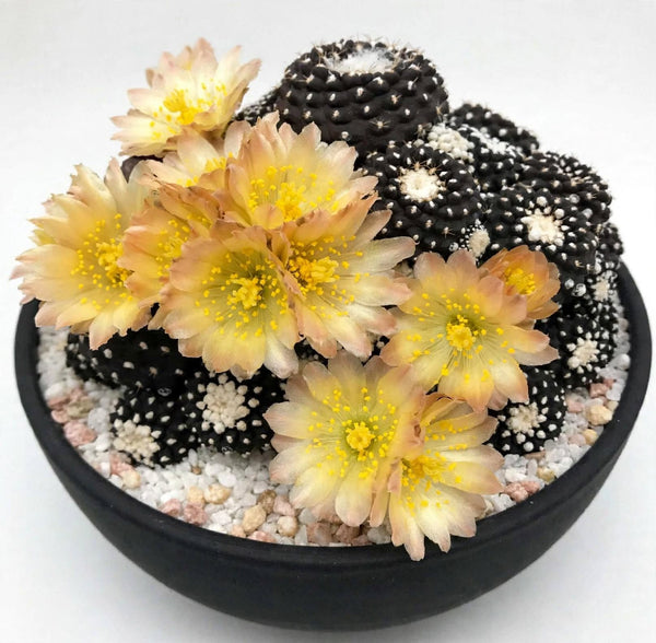 Copiapoa tenuissima