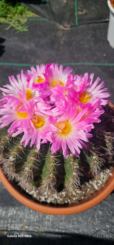 Notocactus  herteri ssp roseoluteus