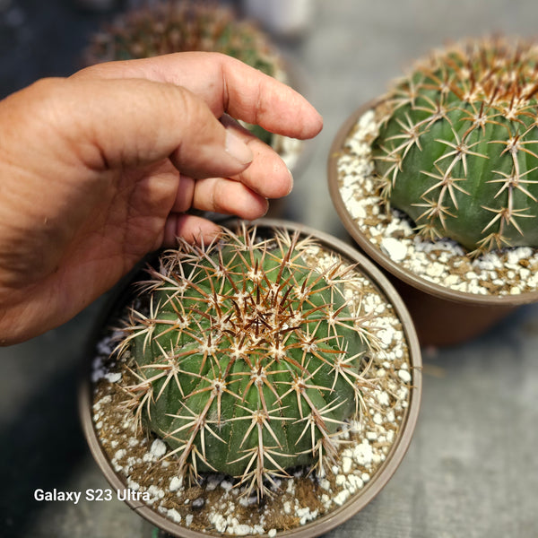 Melocactus Conoideus