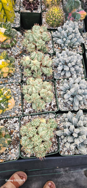 Euphorbia meloformis
