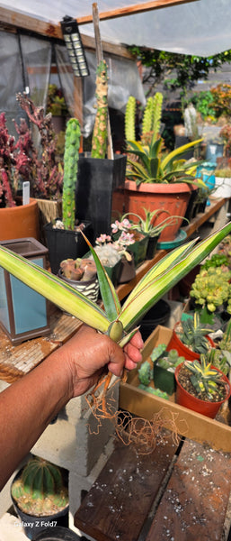 Sanseveria Penguicula Lax61