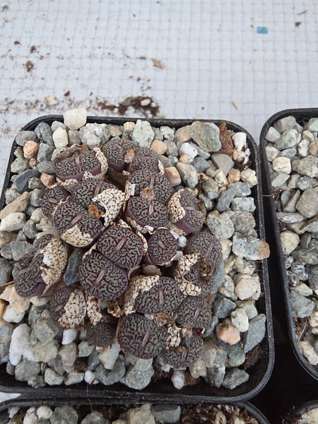 Conophytum wittebergense (often classified as Conophytum minimum 'wittebergense') i