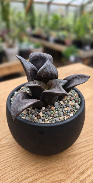Rare Black haworthia