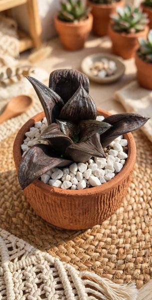 Rare Black haworthia