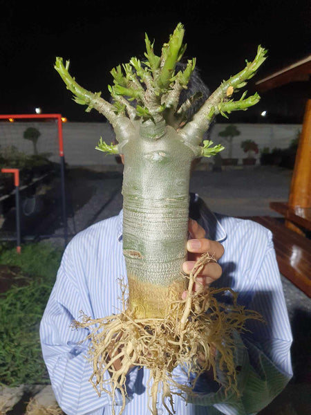 Adenium arabicum