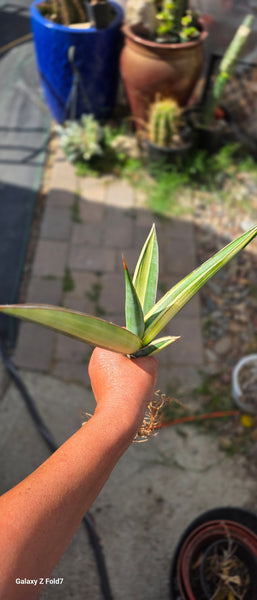 Sanseveria Penguicula Lax61
