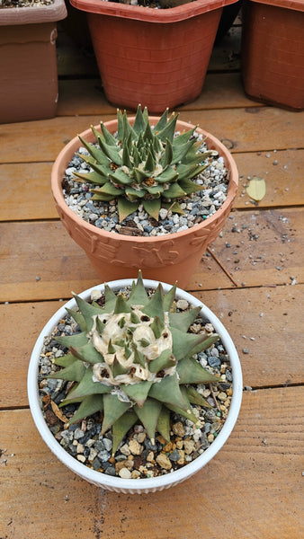 Ariocarpus trigonus 7"