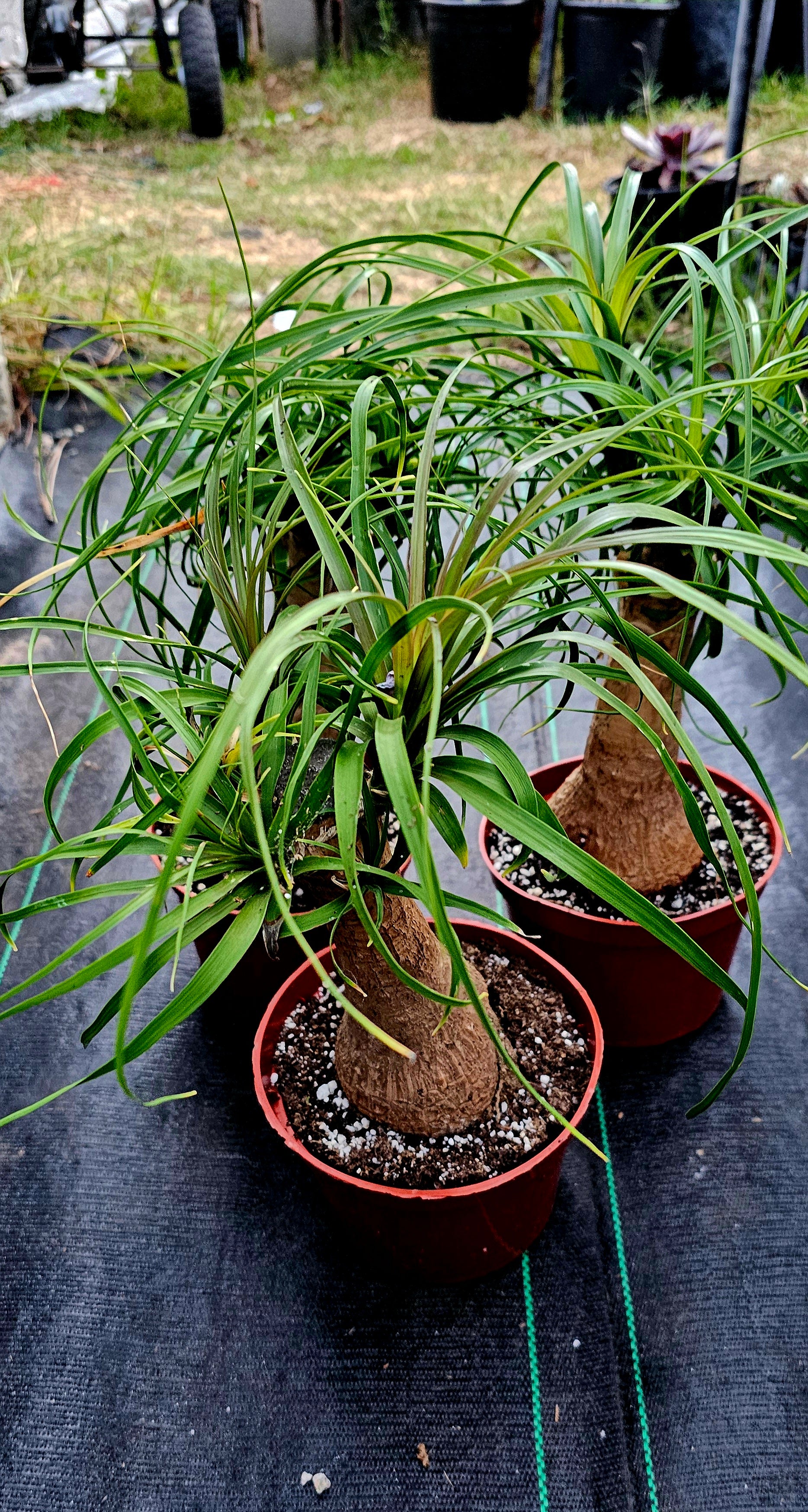 Beaucarnea Guatemalan Red Ponytail Palm – AceMegaSucculents