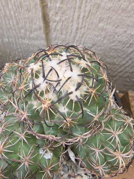 Coryphantha tripugionacantha 8"
