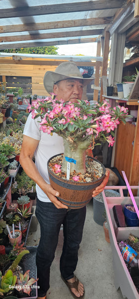 Adenium arabicum