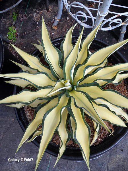 Agave yellow Star 5gal.