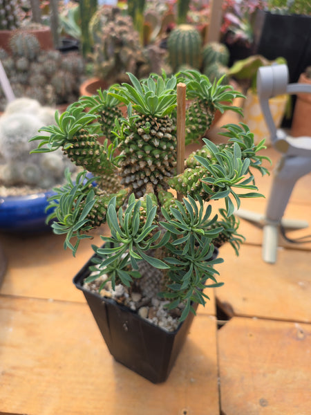 Euphorbia Bupleurifoliarare