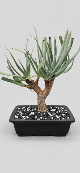 Fan-aloe (Kumara plicatilis Bonsai