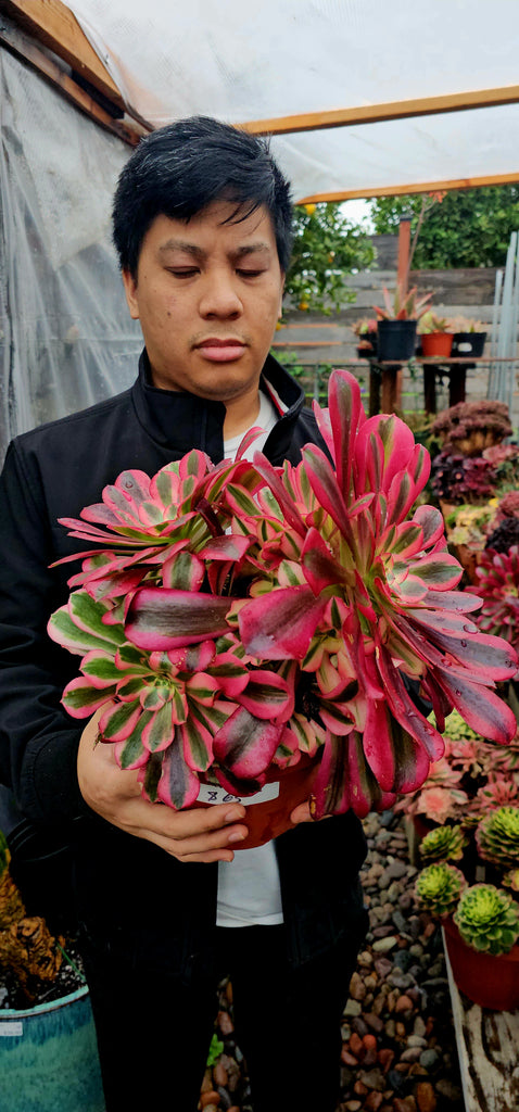 aeonium medusa succulent Aeonium Medusa – AceMegaSucculents