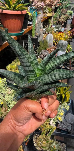 Sanseveria Ghania