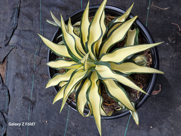 Agave yellow Star 5gal.