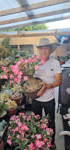 Adenium arabicum