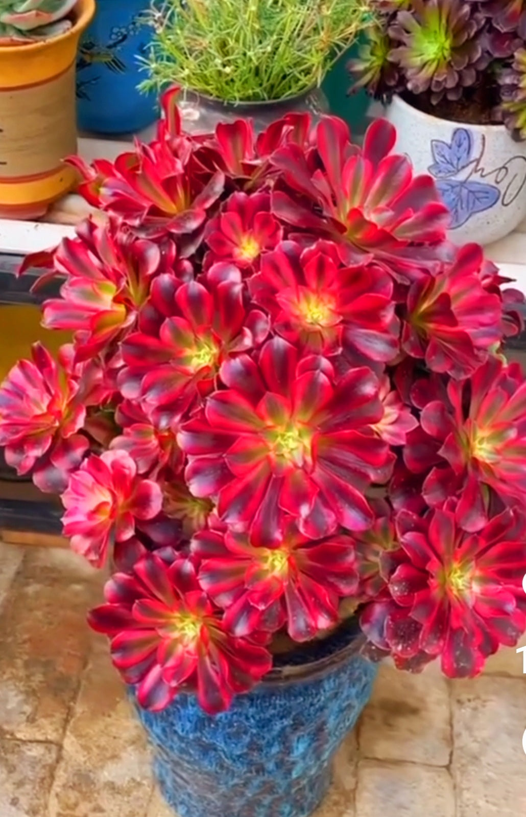 medusa succulent Aeonium Medusa – AceMegaSucculents