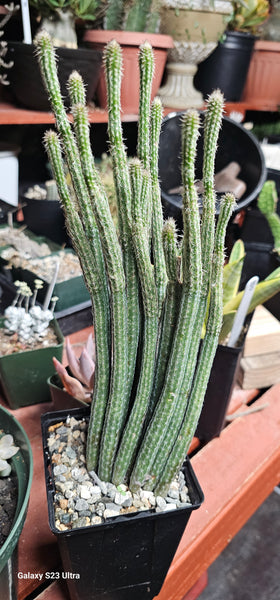 Wilcoxia poselgeri