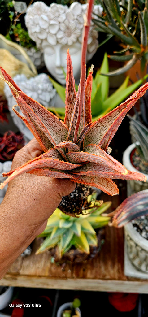 aloe pink blush succulent Aloe pink blush – AceMegaSucculents