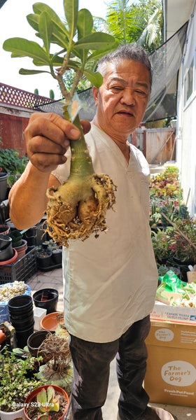 Adenium obesum