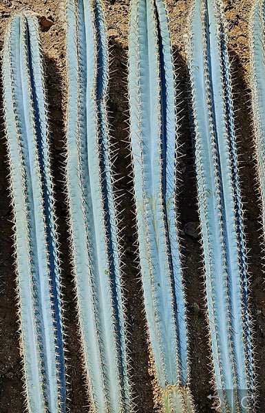 Blue Torch Cactus