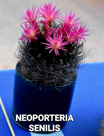 Neoporteria nidus senilis